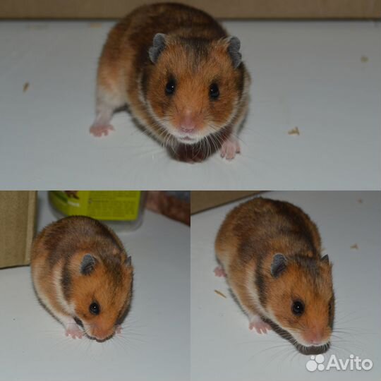 Сирийский хомяк