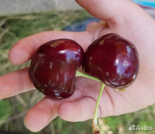 Саженцы черешни всл-2