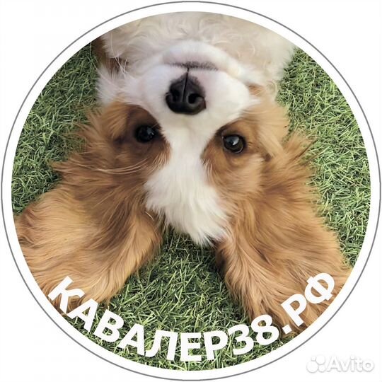 Щенки Кавалер Кинг Чарльз Спаниель