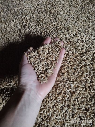 Зерно пшеница