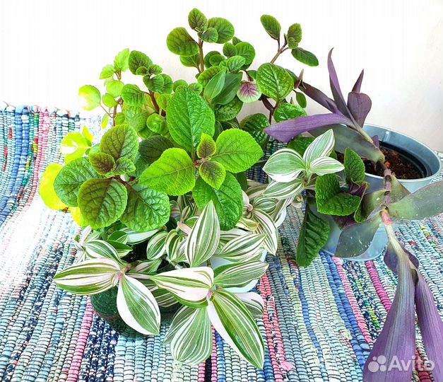 Традесканция нанук плектрантус секретазия