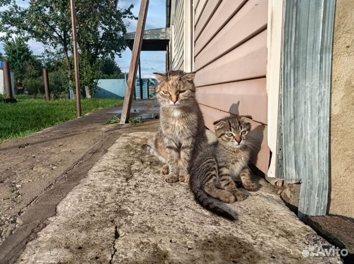 Котята в добрые руки