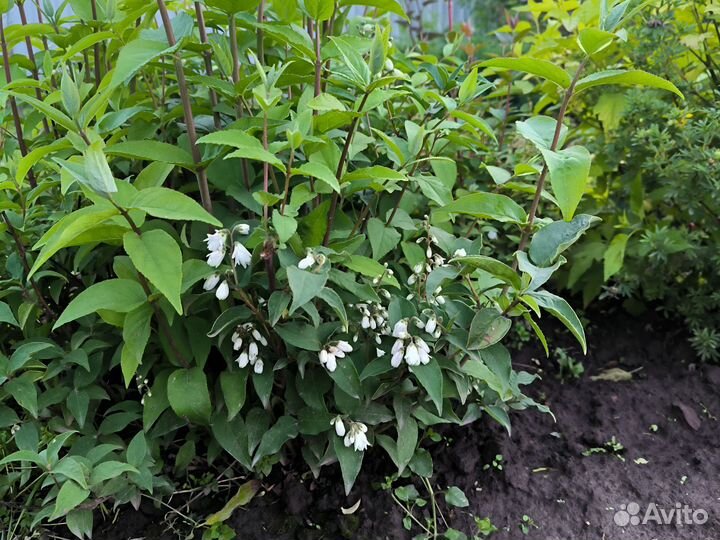 Декоративные кустарники
