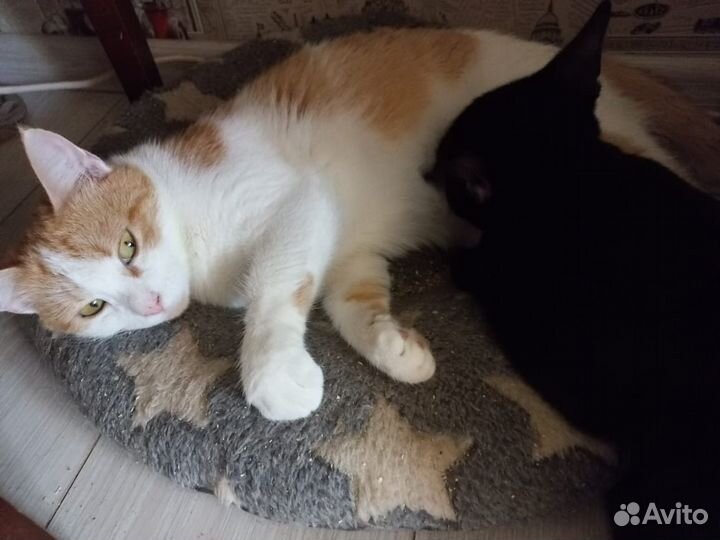 Рыжая кошка