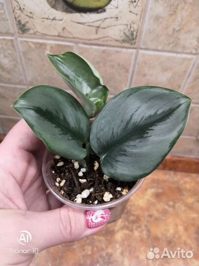 Эпипремнум. Сциндапсус