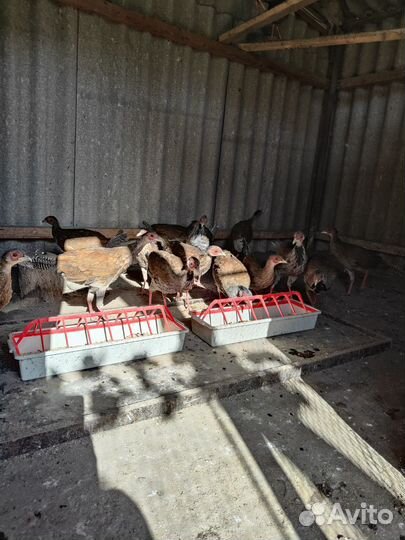 Фазаны и бентамки