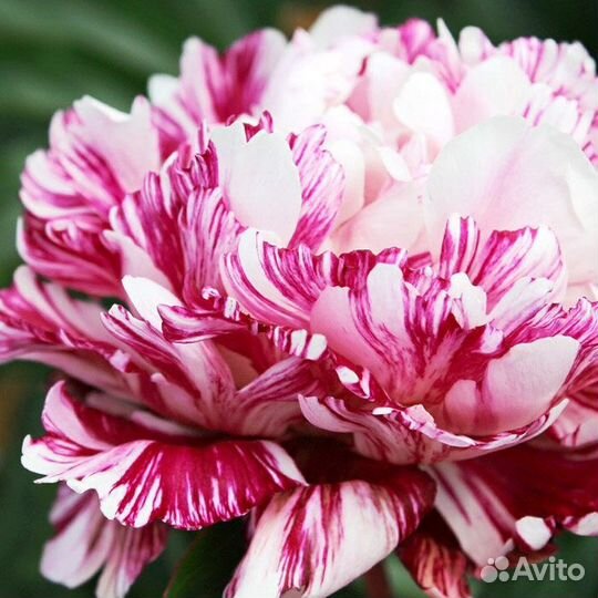 Хосты, астильбы, лилейник и др многолетники