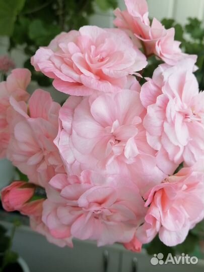 Сортовые пеларгонии