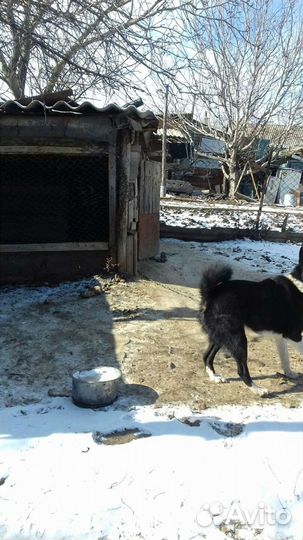 Русско-Европейское Лайка