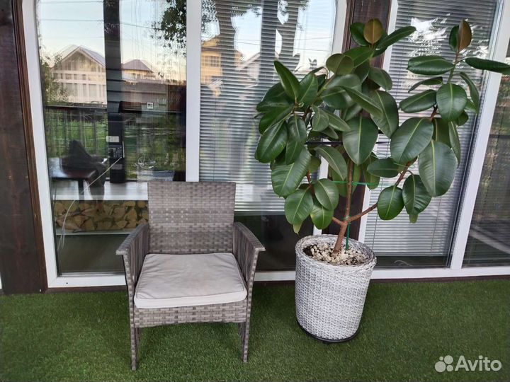 Фикус большой в плетеном красивом горшке