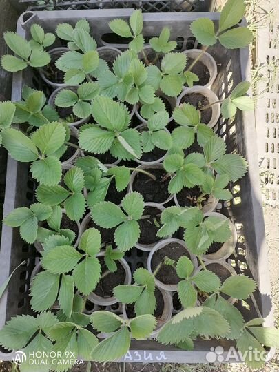 Рассада клубники Азия, Солнечная Полянка, Витязь