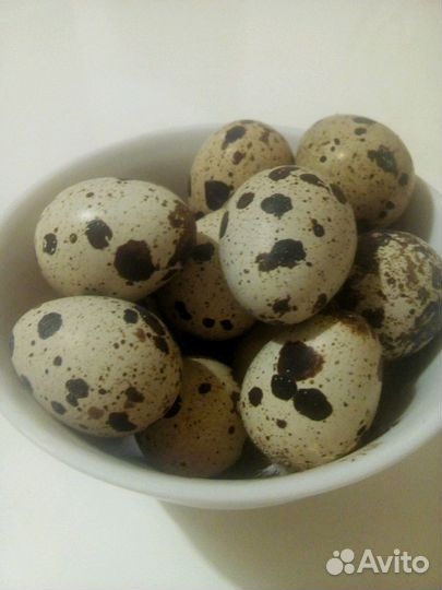 Инкубационное яйцо перепелов