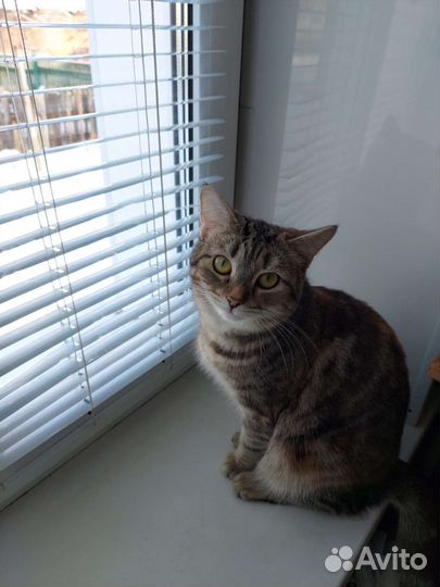 Кошки породистые бесплатно