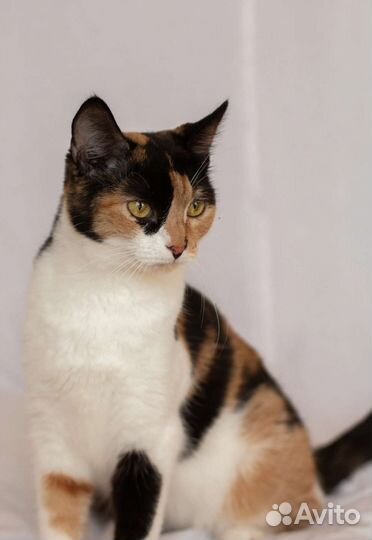 Трехцветочка