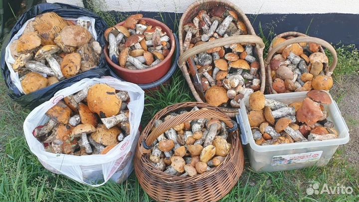 Грибы свежие- подосиновики, подберёзовики