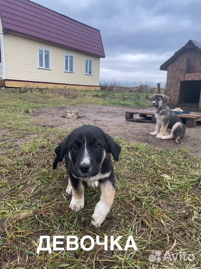 Щенки бесплатно помесь алабая Лен.область