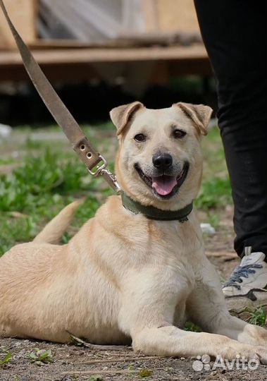 Маленькая белая собачка Белла в добрые руки