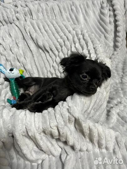 Щенки чихуахуа