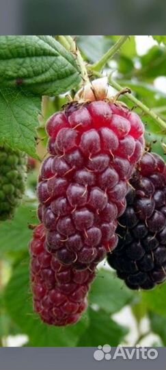 Саженцы ежемалины