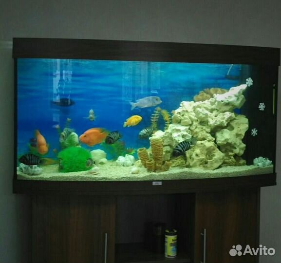 Обслуживание аквариумов