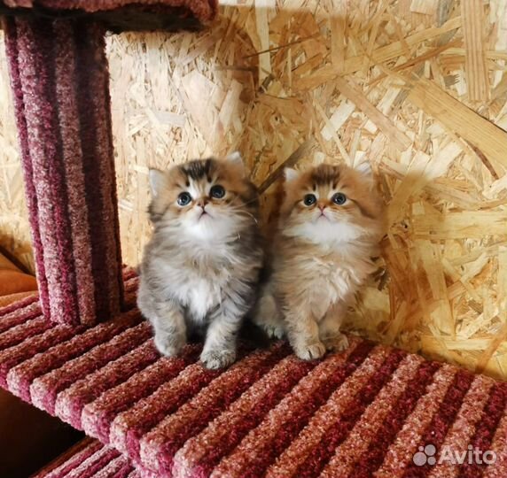 Шотландские котята