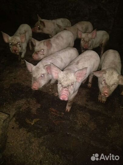 Поросята