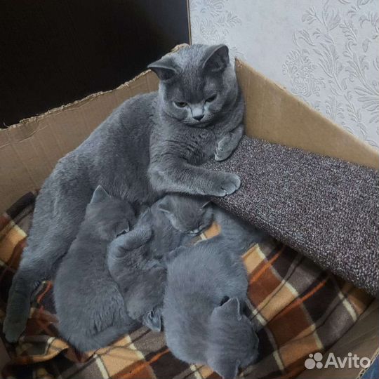 Британская короткошерстная кошка