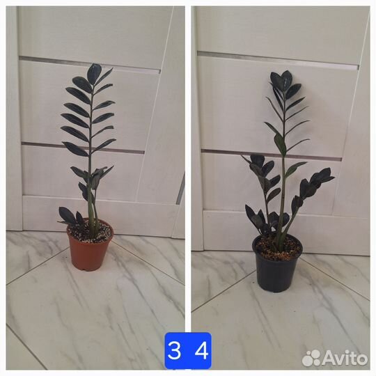 Замиокулькас Равен