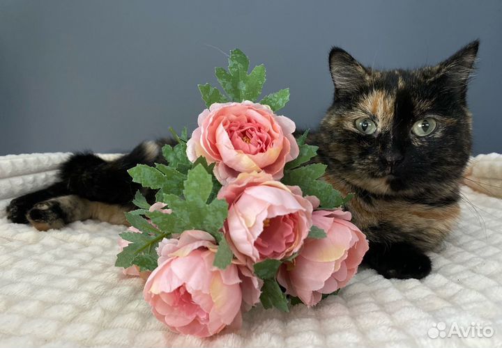 Дом кошечке