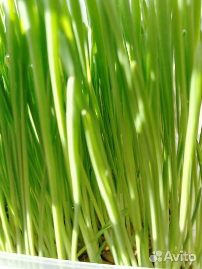 Травка для домашних питомцев