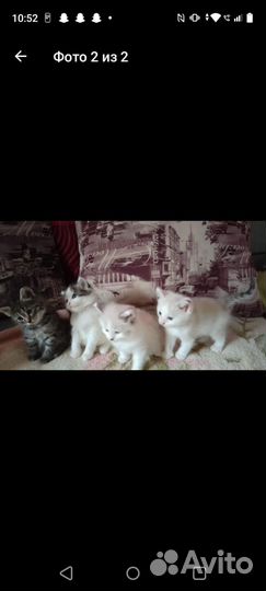 Котята в добрые руки