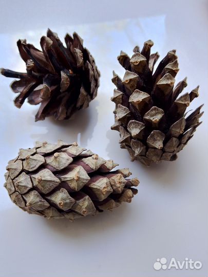 Шишки сосновые
