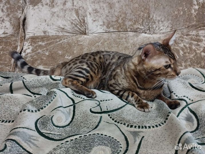 Бенгальский кот вязка