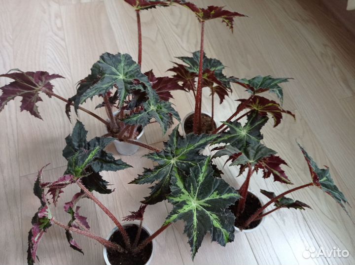 Бегония клеопатра