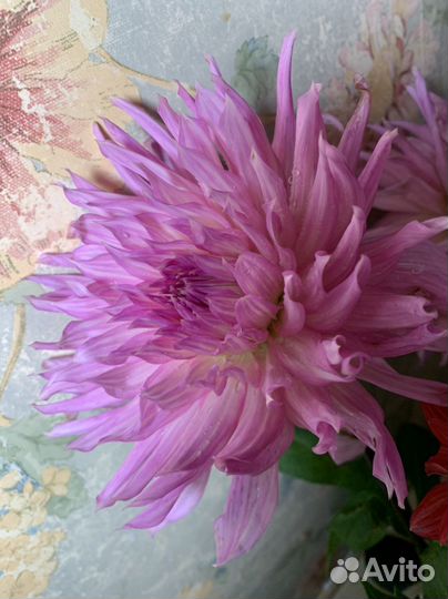 Корни георгинов