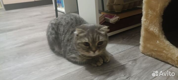 Вислоухая кошка