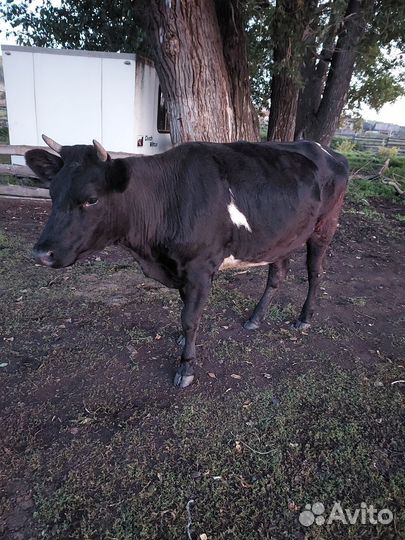 Продам телок