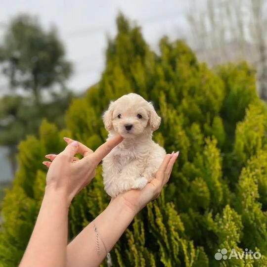 Детишки мальтипу и пудели