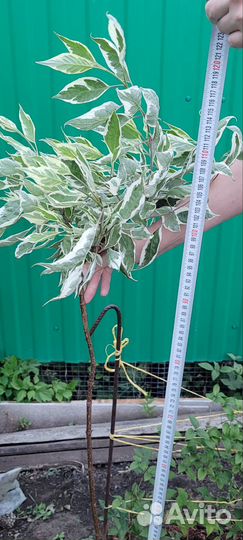 Дерен на штамбе