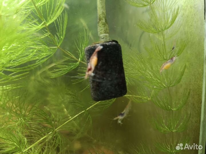 Продам гуппи и креветок