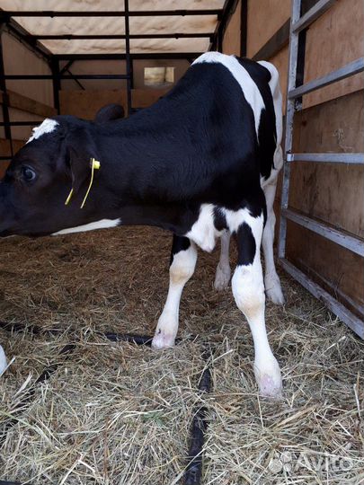 Бычков, телят