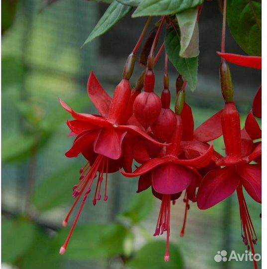 Сортовые Фуксии