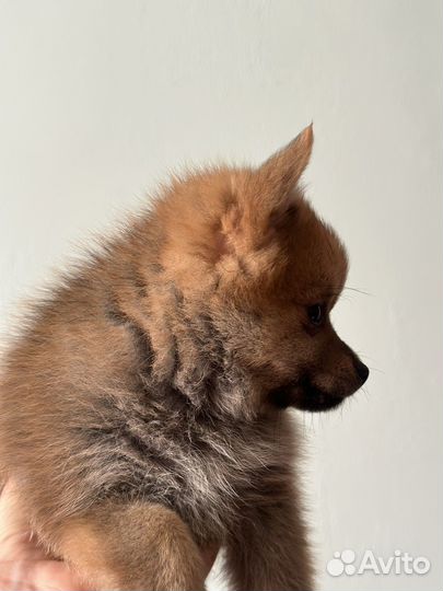 Щенки шпица