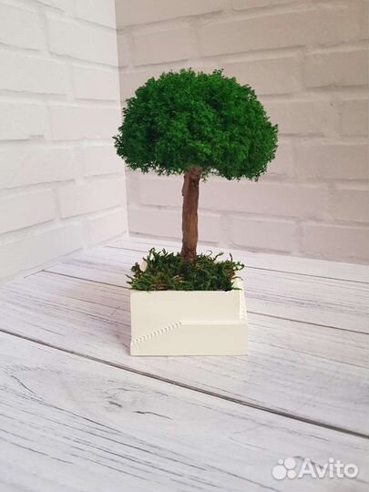 Бонсай из мха