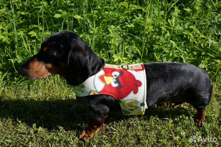 Шлейки для таксы специальная анатомическая модель