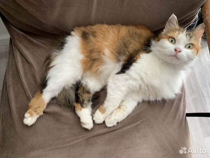 Ищет дом ласковая трёхцветка