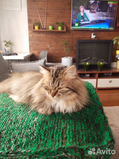 Кот в хоошие добрые руки