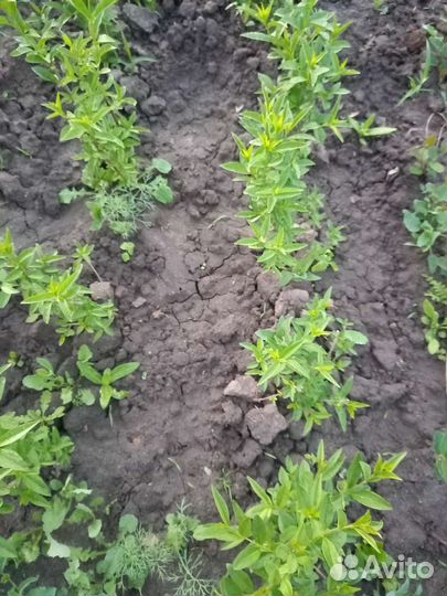 Дерен пестролистный бирючина,кизильник блестящий