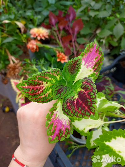 Набор Колеусов