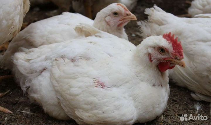 Мясо бройлера и яйца домашних курочек